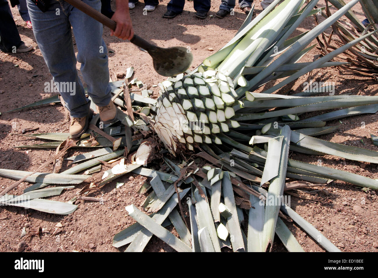 Sauza guide demonstrates the harvesting of mature agave at Rancho el Indio, Tequila, Jalisco, Mexico Stock Photo