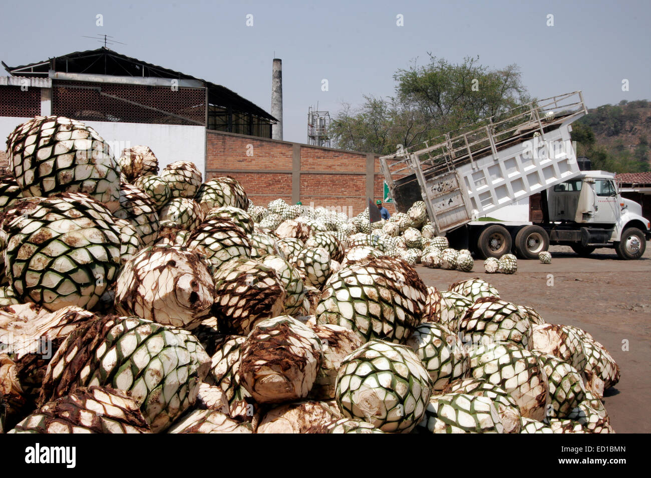 More than 400 tons of agave are processed daily for distillation into ...