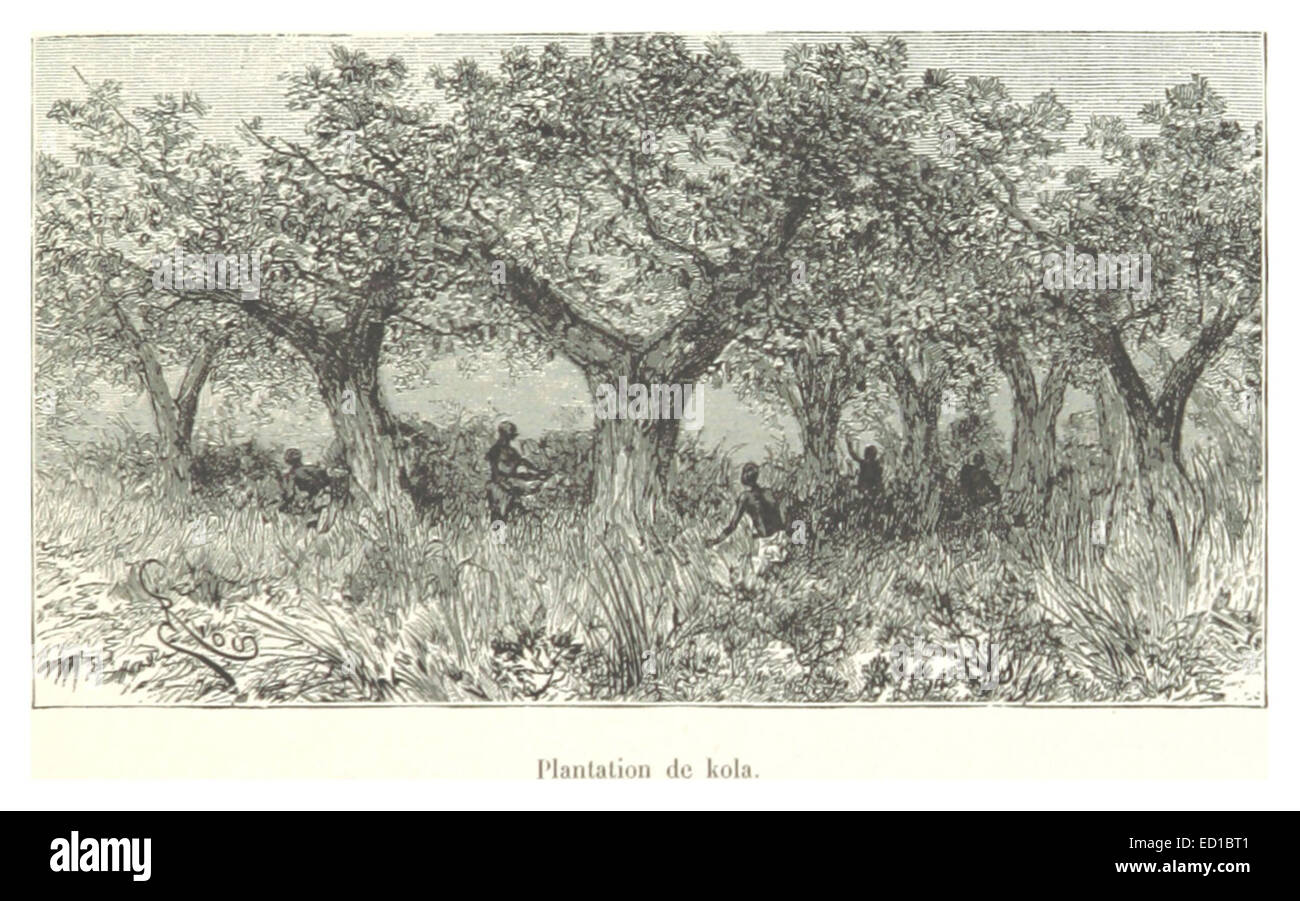 Pg329 Plantation de kola Stock Photo Alamy