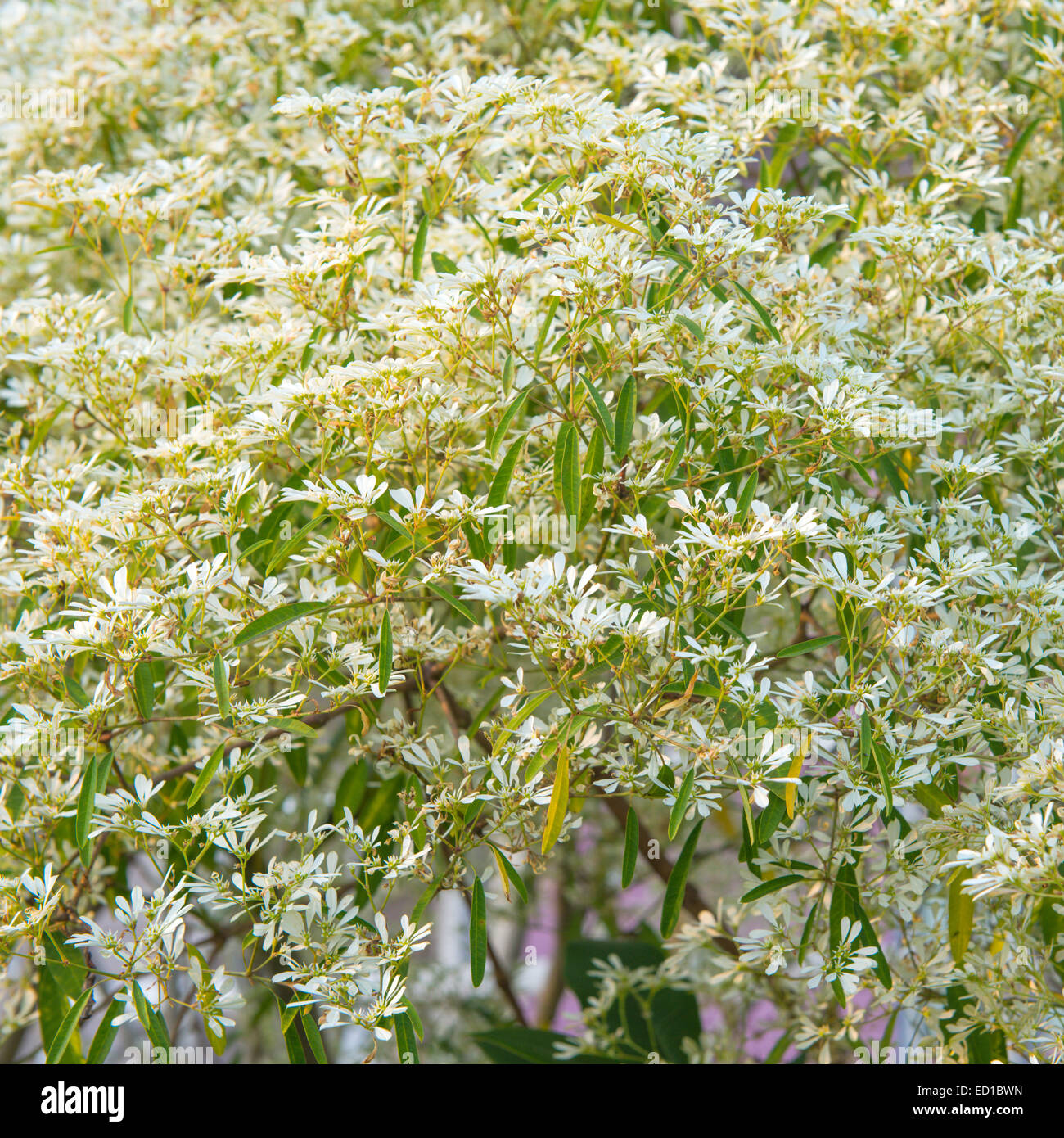 White Christmas tree - Euphorbia leucocephala Lotsy Stock Photo