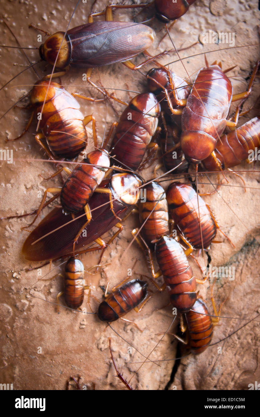 Cockroach Stock Photo