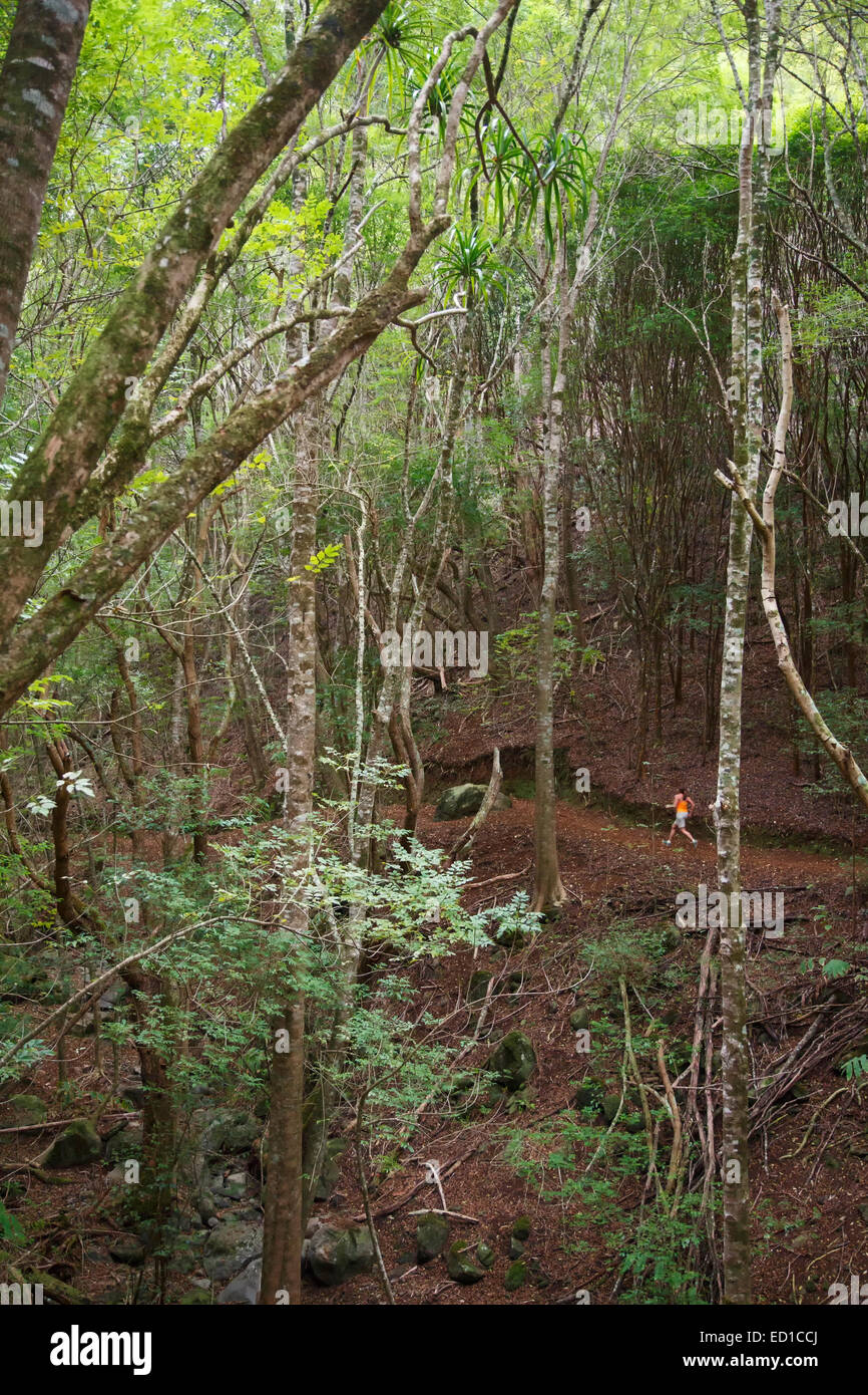 Running on the Kahakapao LoopTrail, Makawao Forest Reserve, Maui