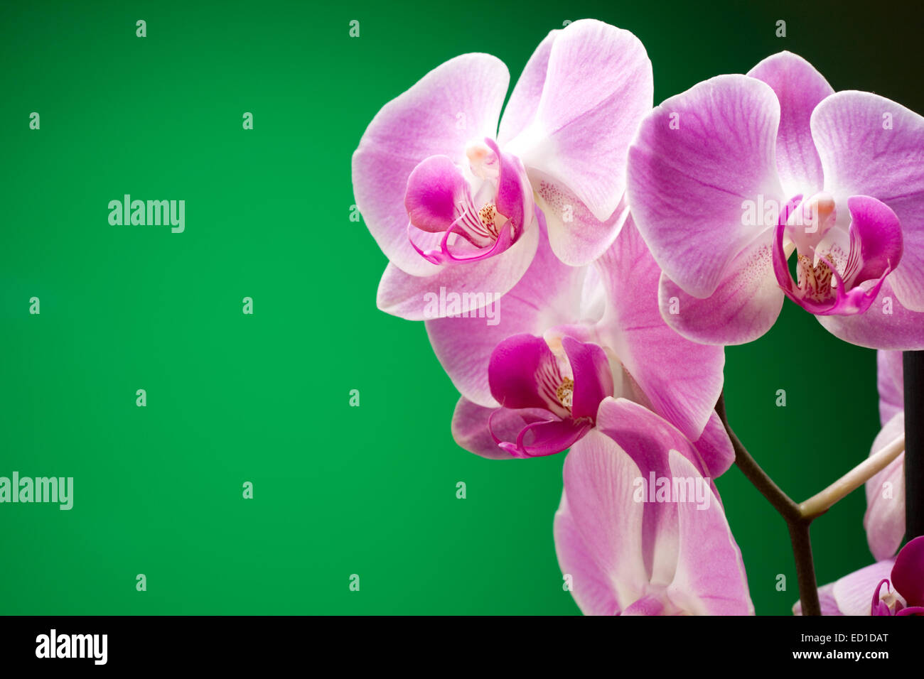 Lilac orchids on a green background Stock Photo - Alamy