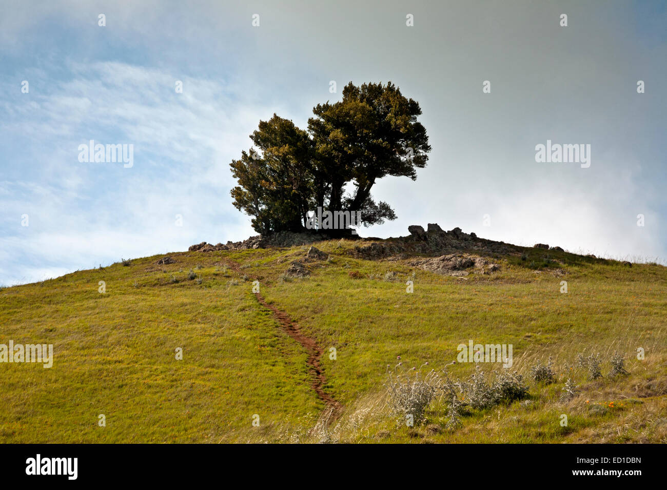 CA0260300...CALIFORNIA Oak tree topping ridgecrest near West Ridgecrest Boulevard in Mount