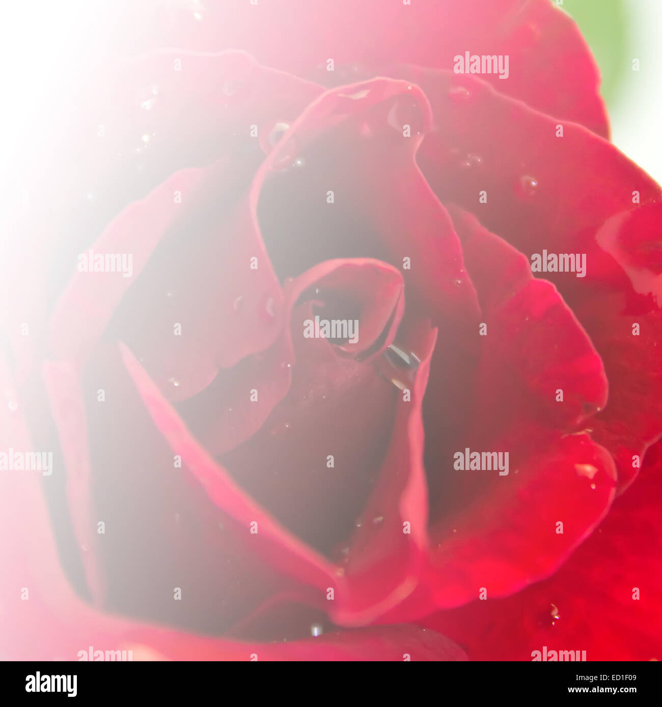 Red Rose Flower Background For Card And Wallpaper Design Stock Photo