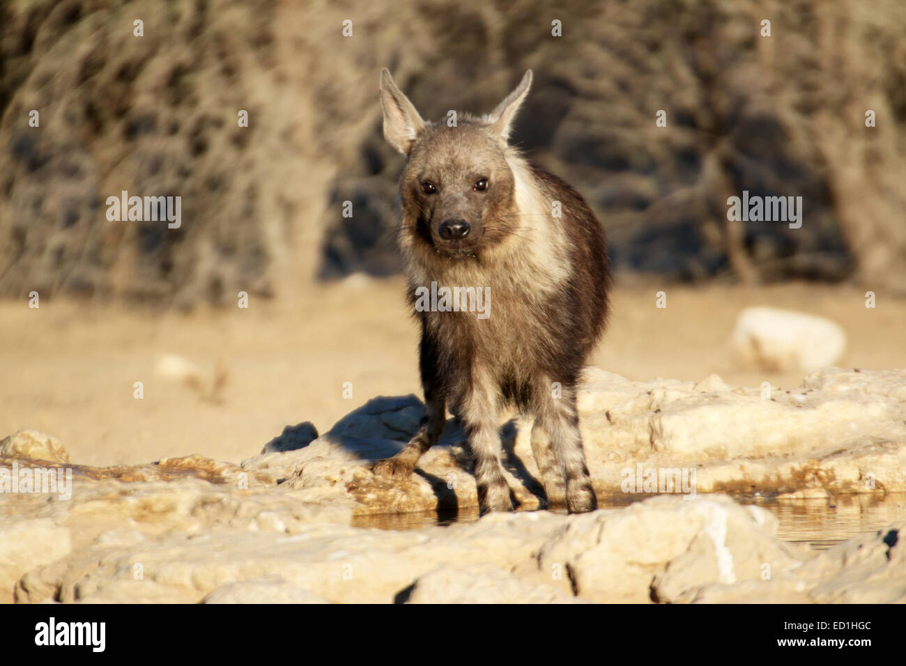 Brown Hyena Parahyaena brunnea drinking at a waterhole Kgalagadi Transfrontier National Park South Africa Stock Photo