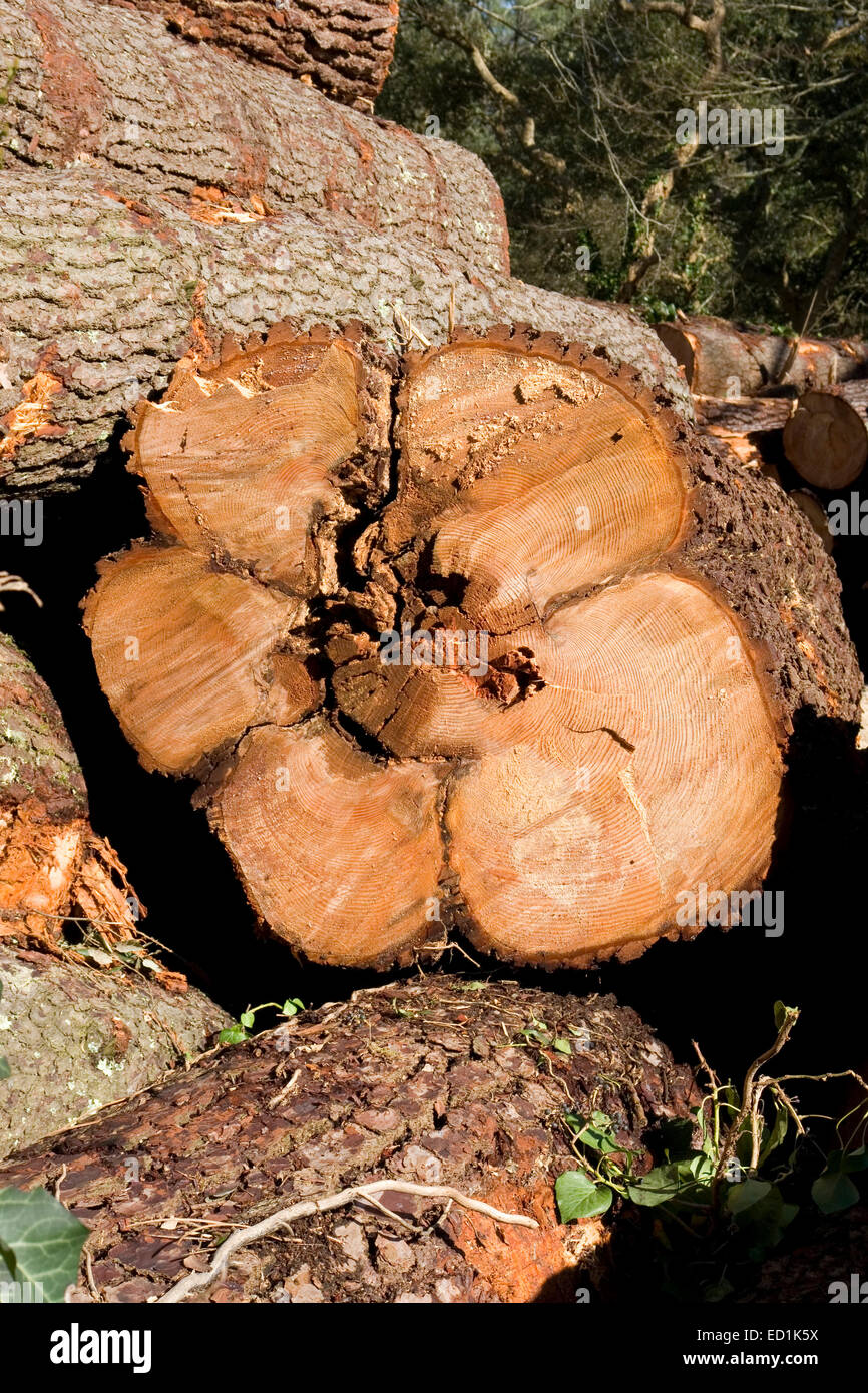 The cross section of a hundredyearold pine tree bole (Hossegor