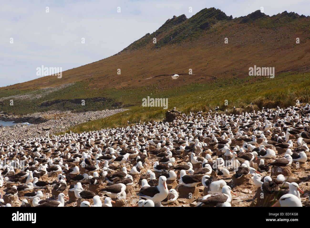 A huge colony of Black-browed Albatross on Steeple Jason, Falkland Islands. Stock Photo