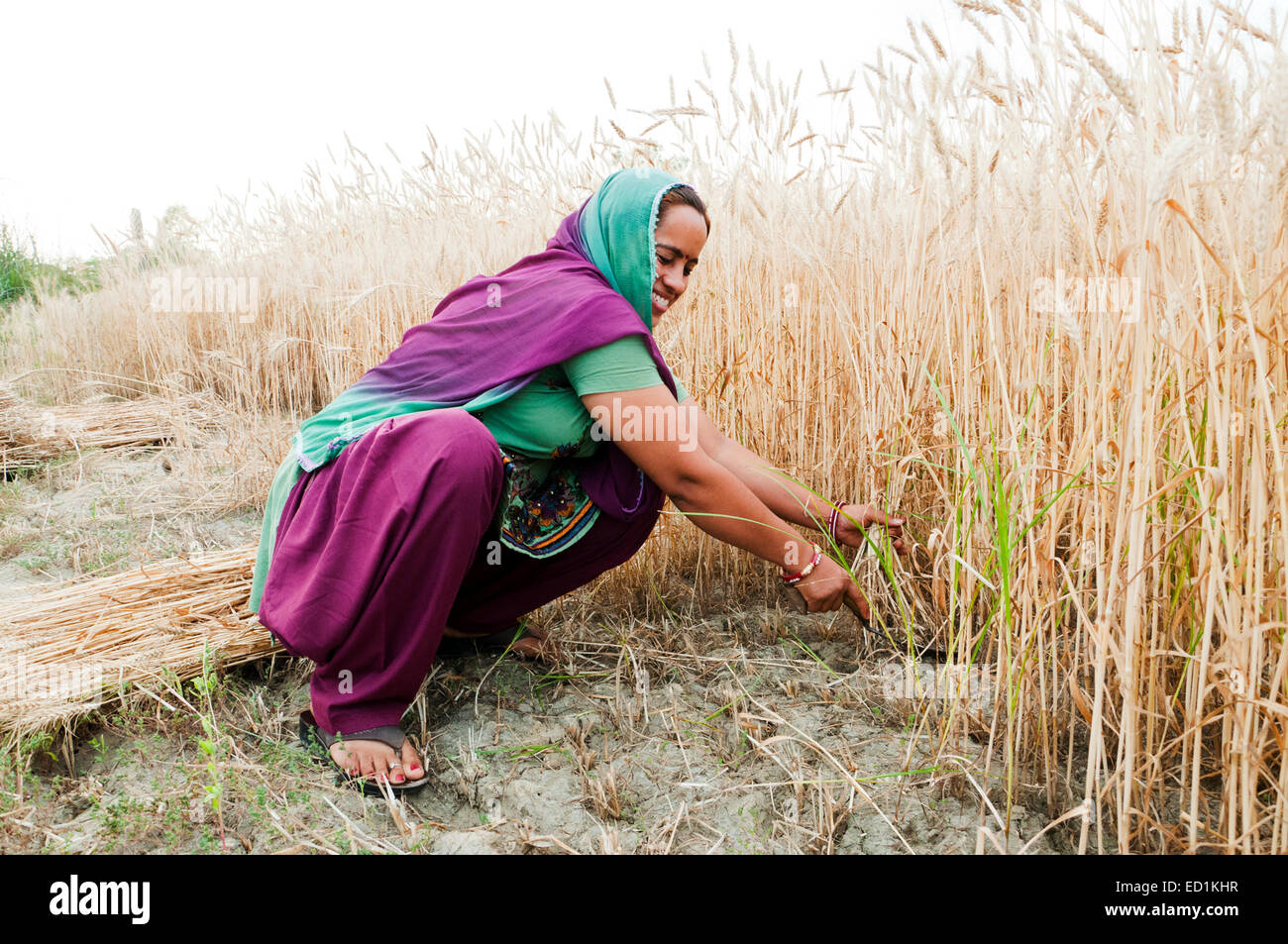 1 indian Village rural lady Cutting Wheat Stock Photo
