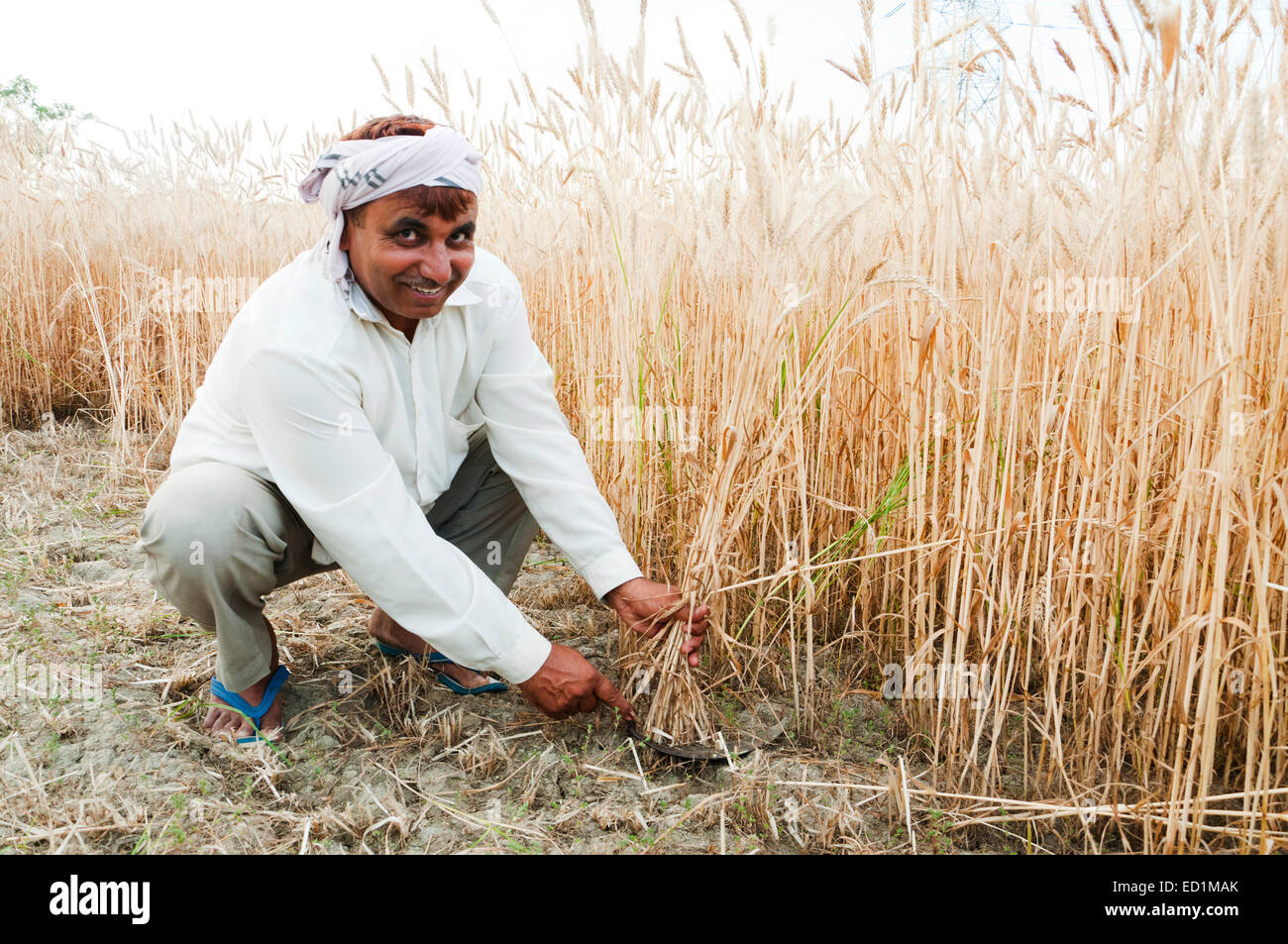 1 indian Village rural man Cutting Wheat Stock Photo - Alamy