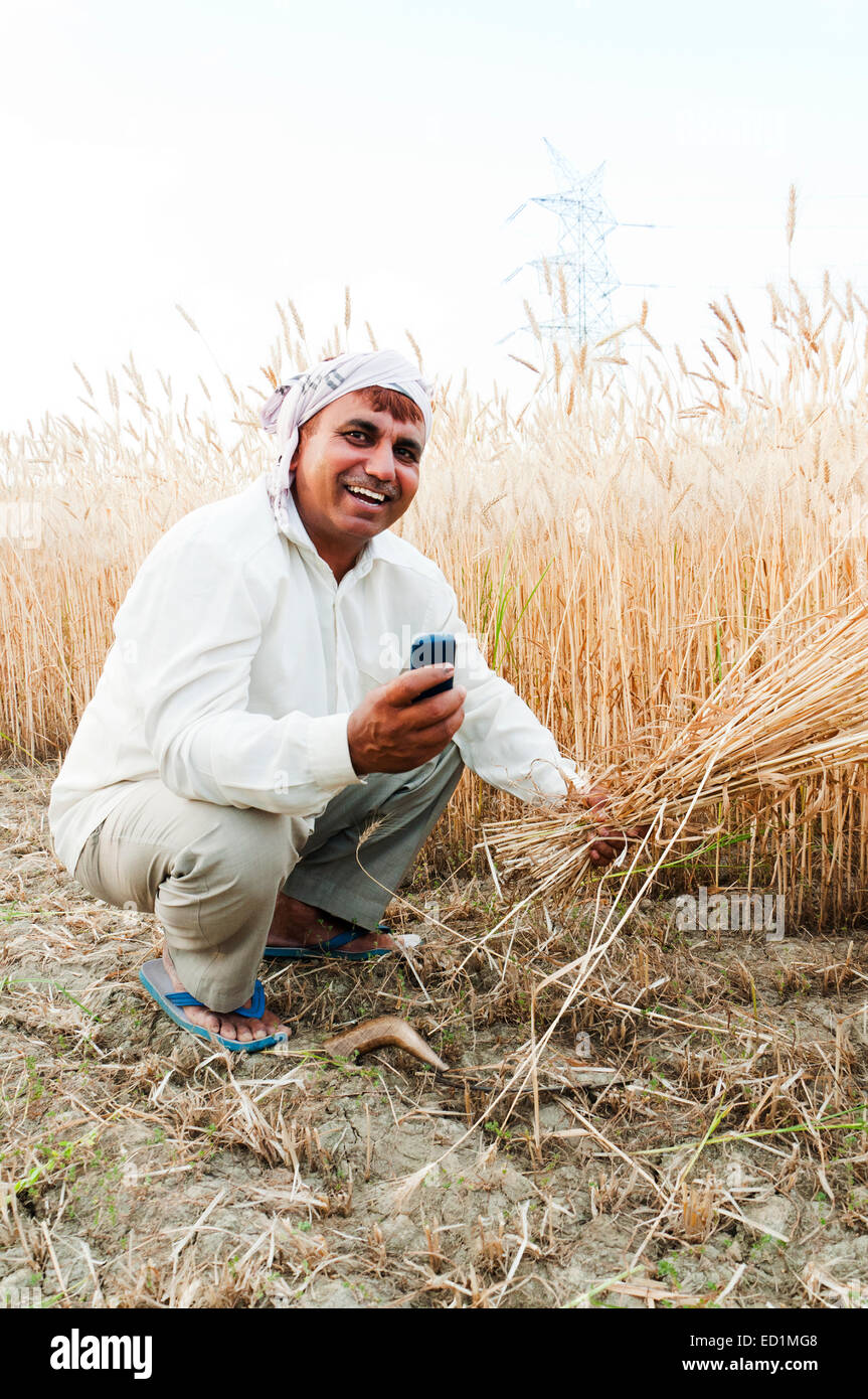 1 indian Village rural man Cutting Wheat and Dialing phone Stock Photo ...