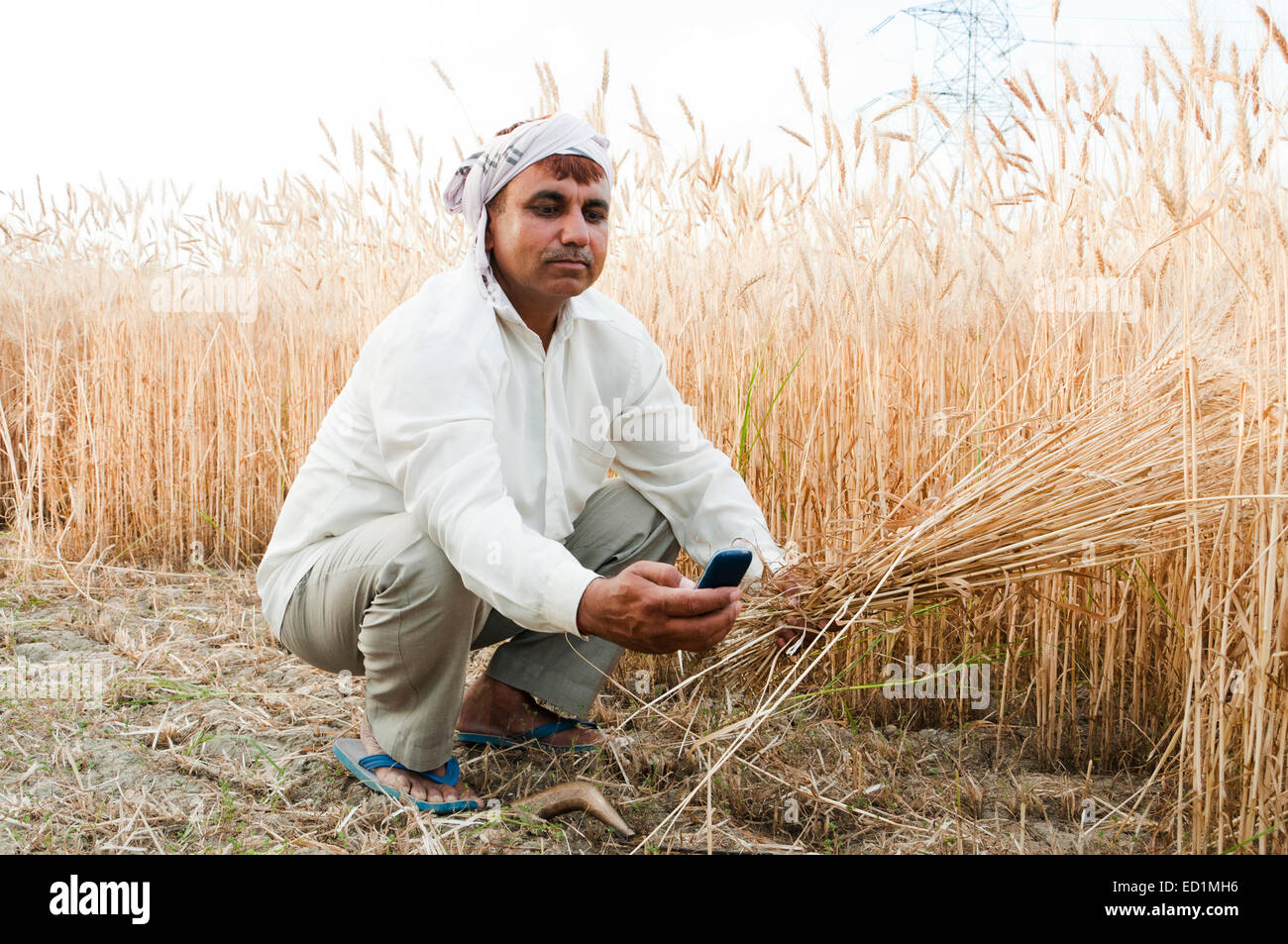 1 indian Village rural man Cutting Wheat and Dialing phone Stock Photo ...