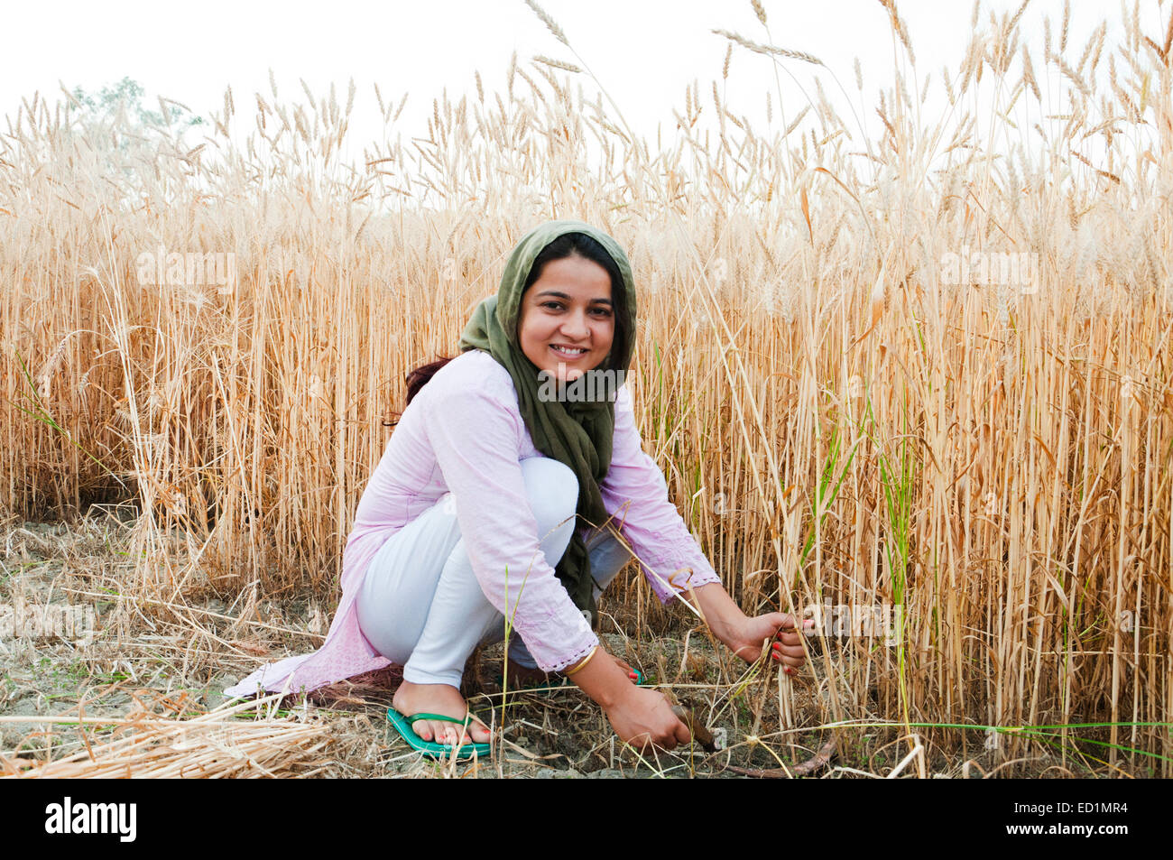1 indian Village rural girl Cutting Wheat Stock Photo