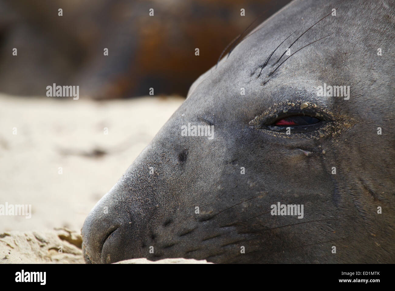 Southern Elephant Seals, Sea Lion Island, Falkland Islands. Stock Photo