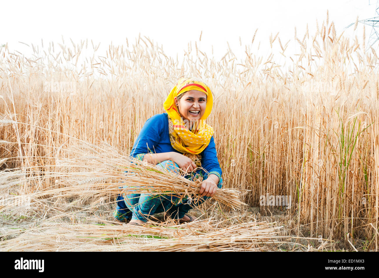 1 indian Village rural girl Cutting Wheat Stock Photo