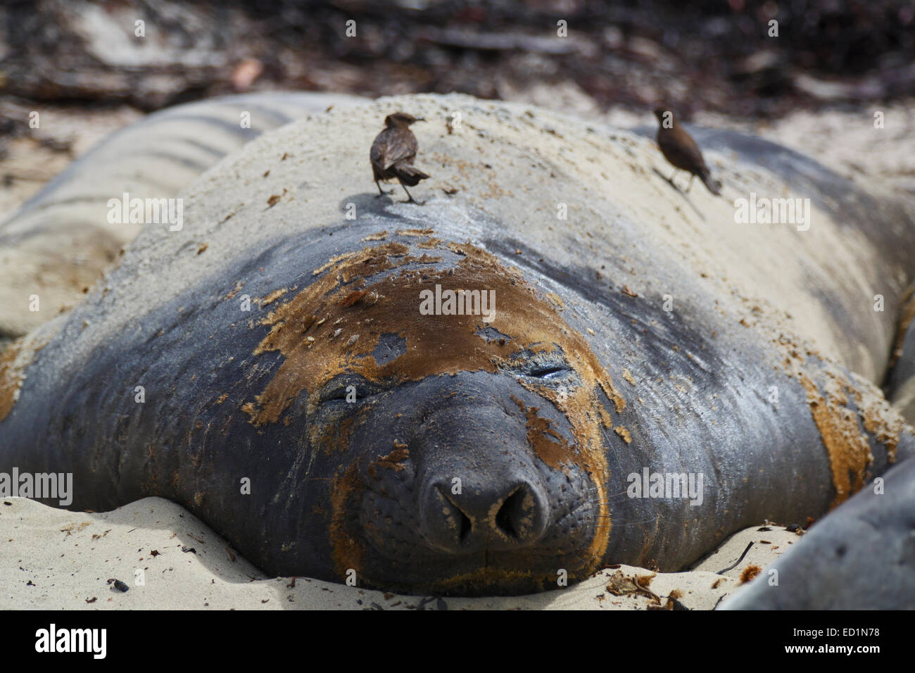 Southern Elephant Seals, Sea Lion Island, Falkland Islands. Stock Photo