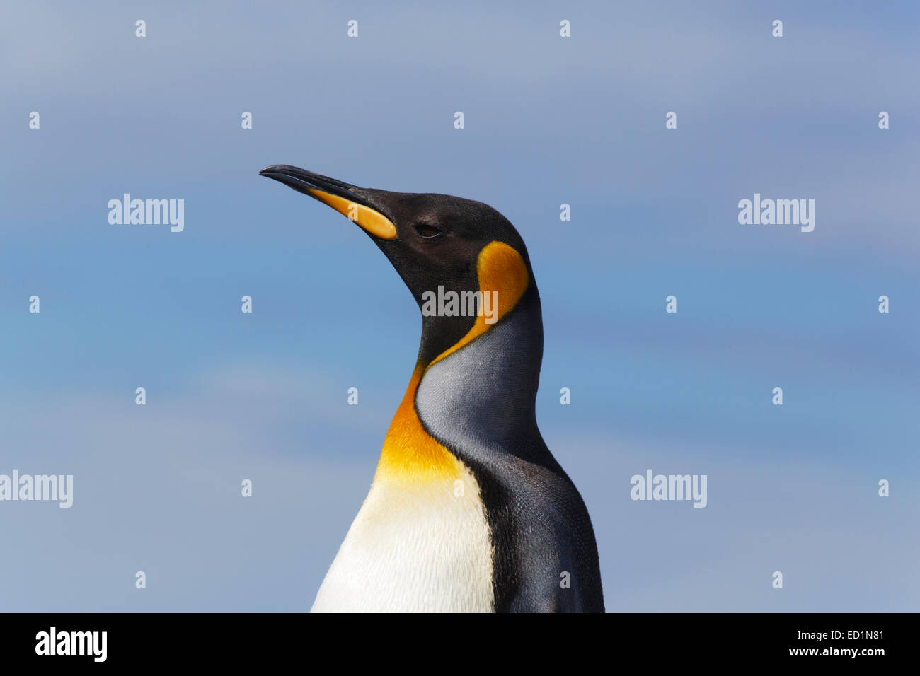 King penguin (Aptenodytes patagonicus) on the Salisbury Plain, South Georgia, Antarctica. Stock Photo