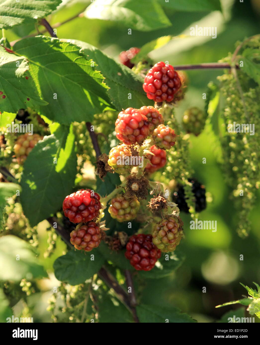 Non ripe hi-res stock photography and images - Alamy