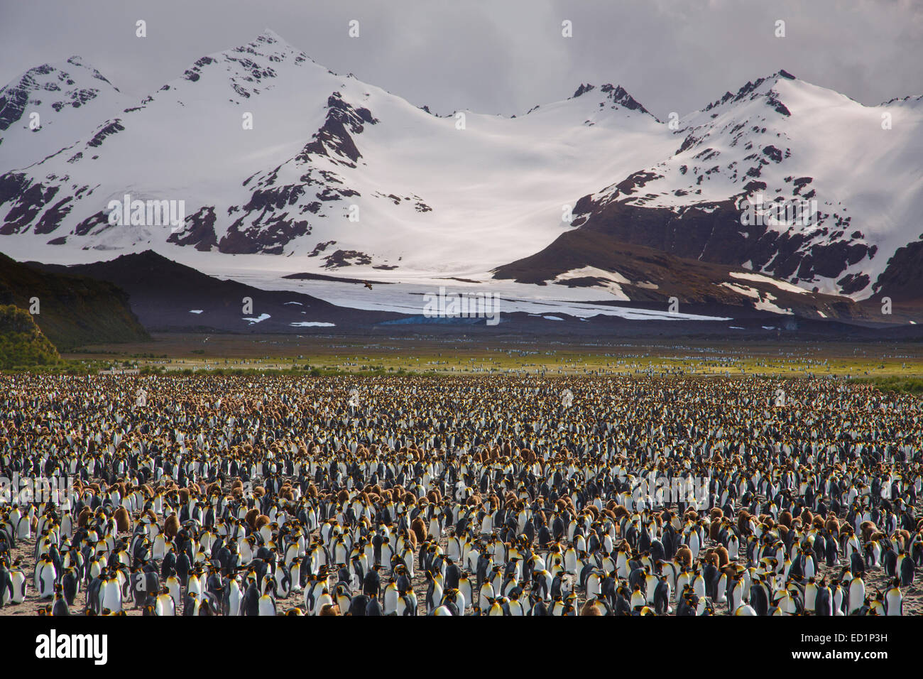 King penguins (Aptenodytes patagonicus) on the Salisbury Plain, South Georgia, Antarctica. Stock Photo
