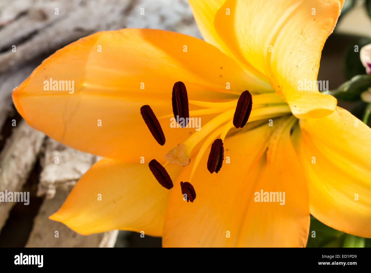 Close up of big yellow flower Stock Photo Alamy