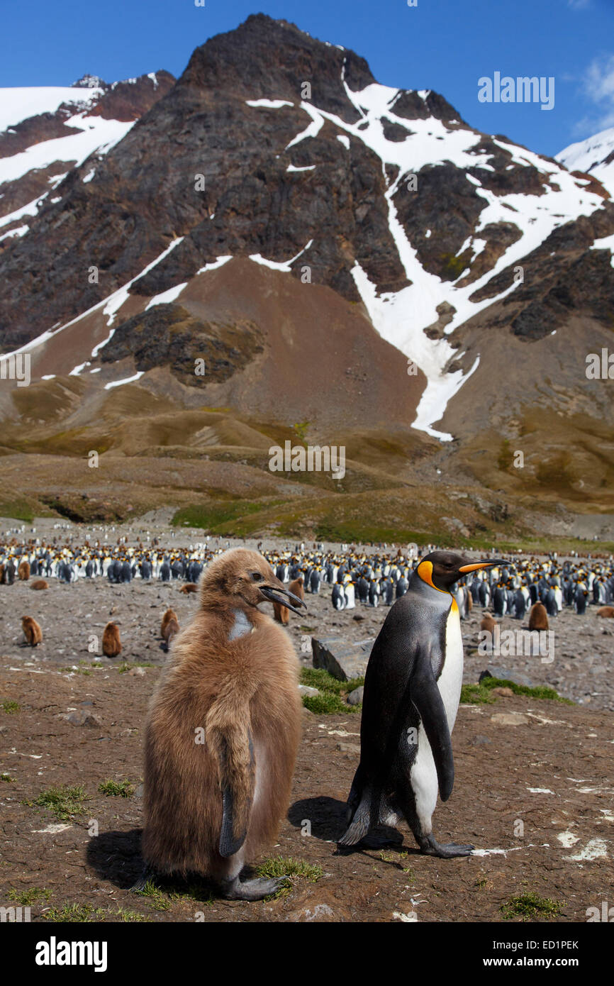 King penguins (Aptenodytes patagonicus), Fortuna Bay, South Georgia Island, Antarctica. Stock Photo