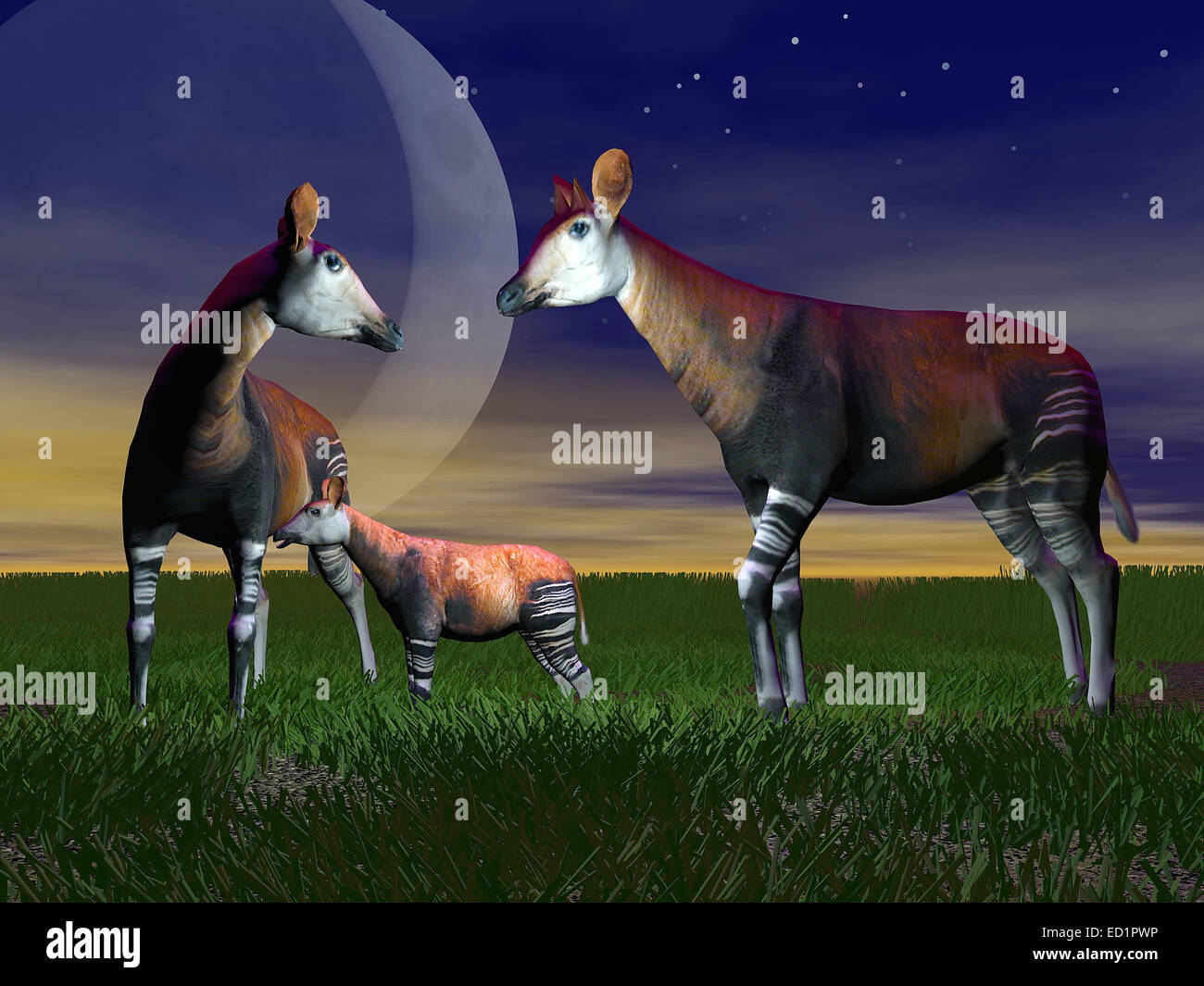 Okapi (okapia johnstoni) family standing on the grass by night Stock Photo