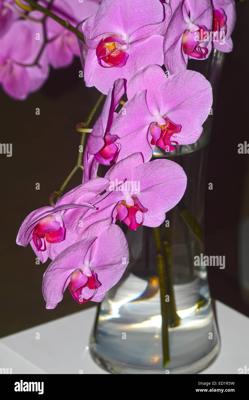 Orchid. Cattleya. Purple-violet color Very beautiful Stock Photo