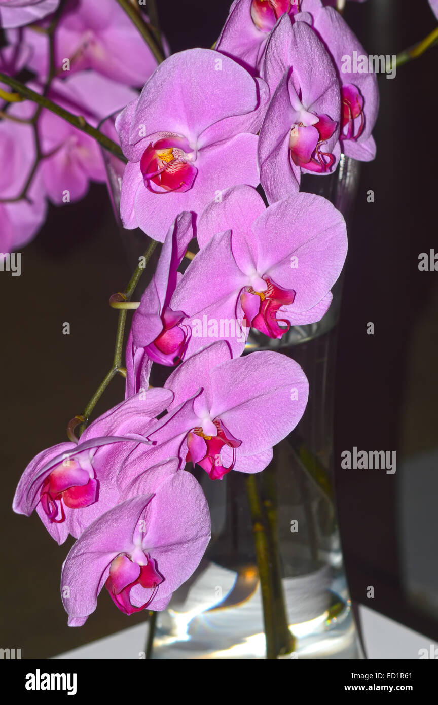 Orchid. Cattleya. Purple-violet color Stock Photo