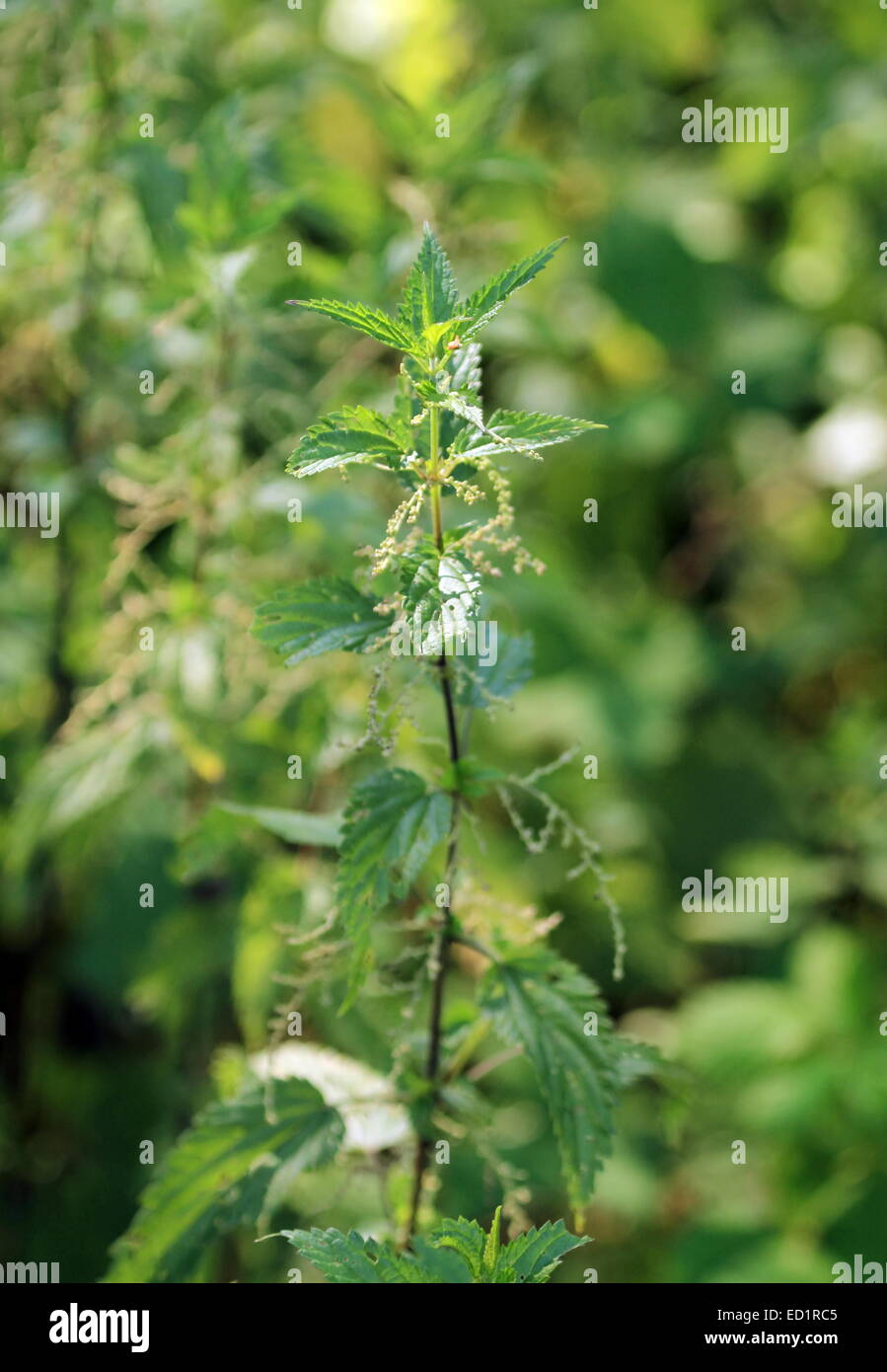 Close Up Of A Stinging Nettle Plant Stock Photo Alamy