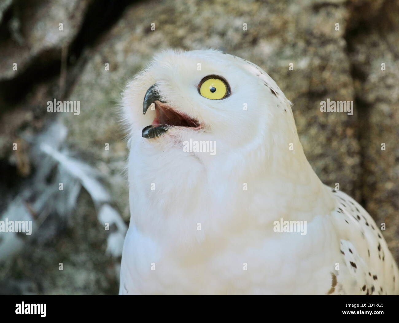 Portrait of snowy (bubo scandiacus) arctic, great white, icelandic snow