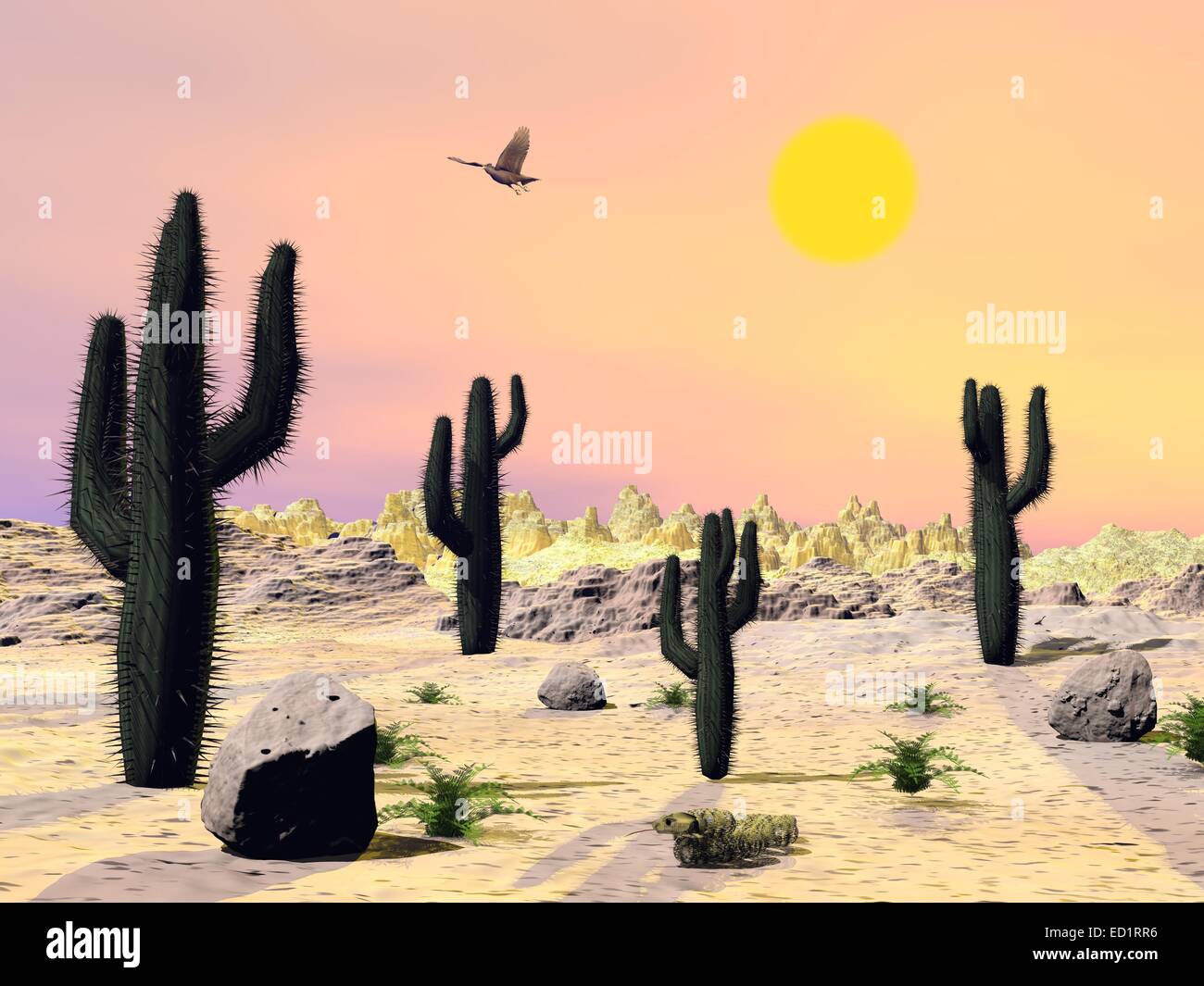 Cactus and stones in the desert with eagle flying by beautiful sunset