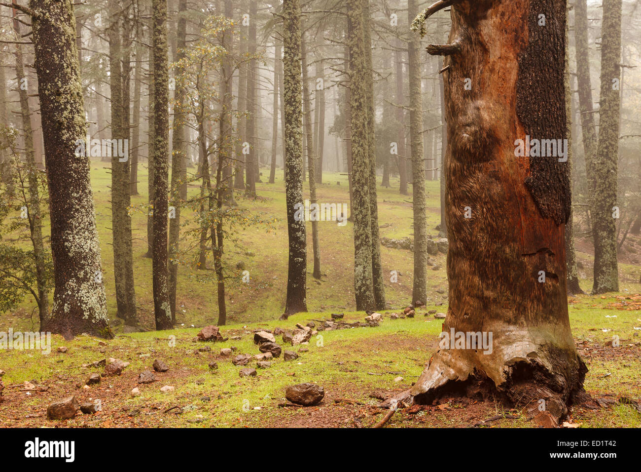 Ifrane Morocco High Resolution Stock Photography and Images Alamy