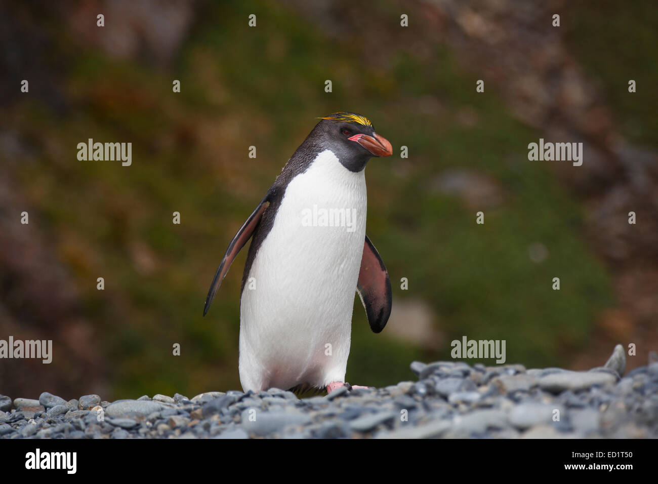 Macaroni penguins (Eudyptes chrysolophus), Hercules Bay, South