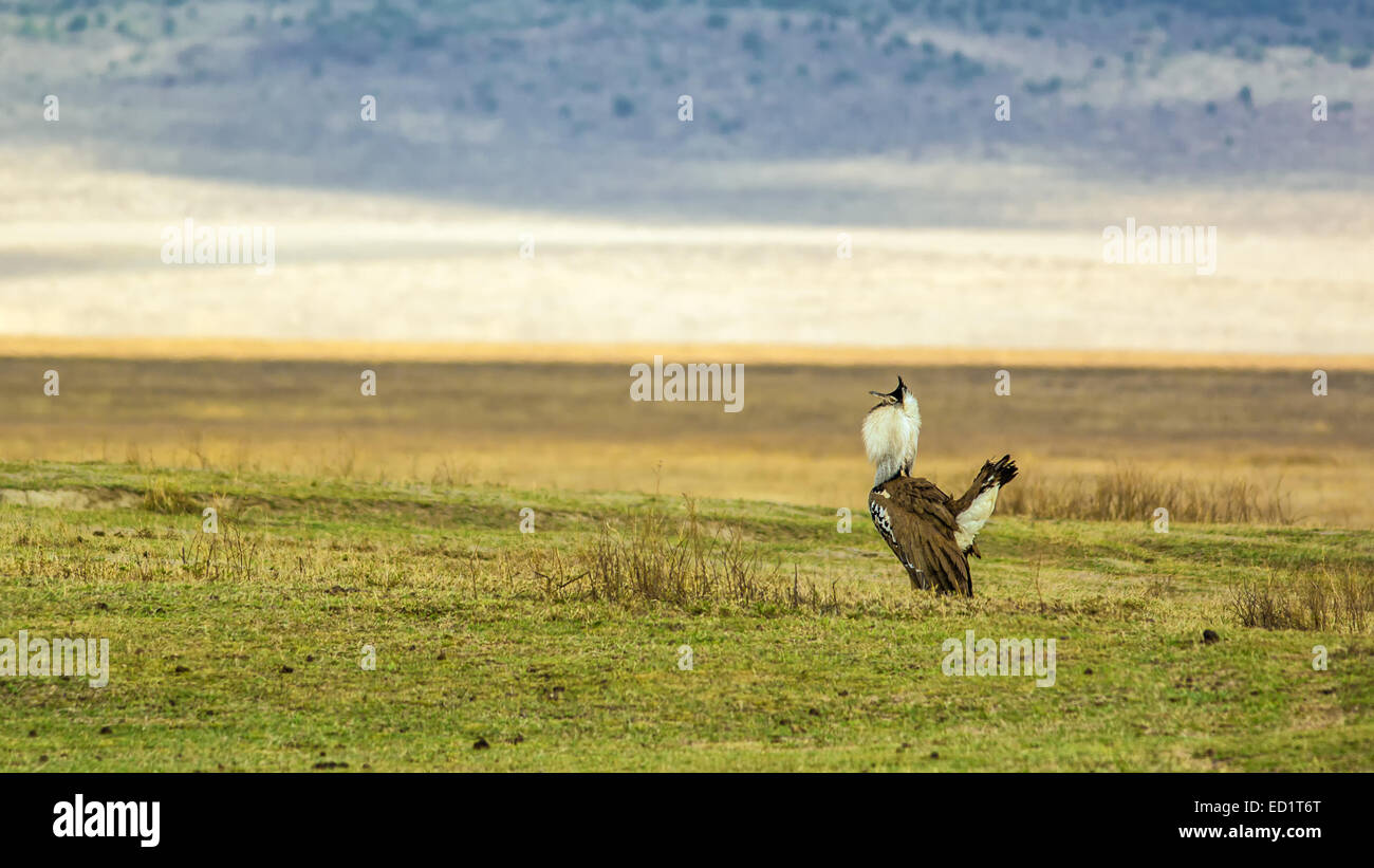 Male Kori bustard (Ardeotis kori) in mating display, Ngorongoro Crater, Tanzania Stock Photo