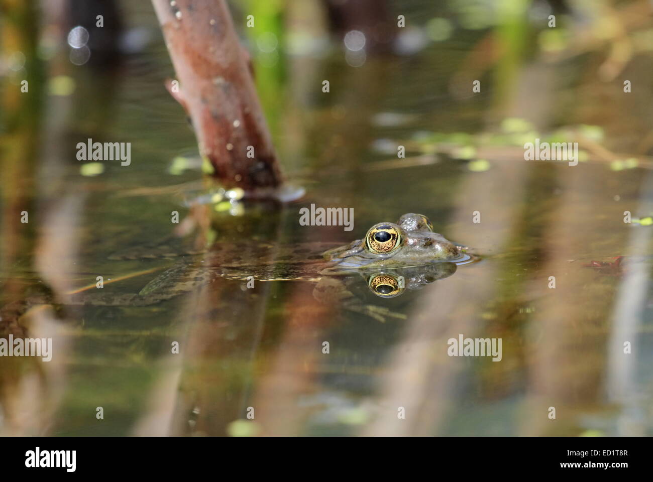 Frog swimming in a pond and letting only the eye outside Stock Photo