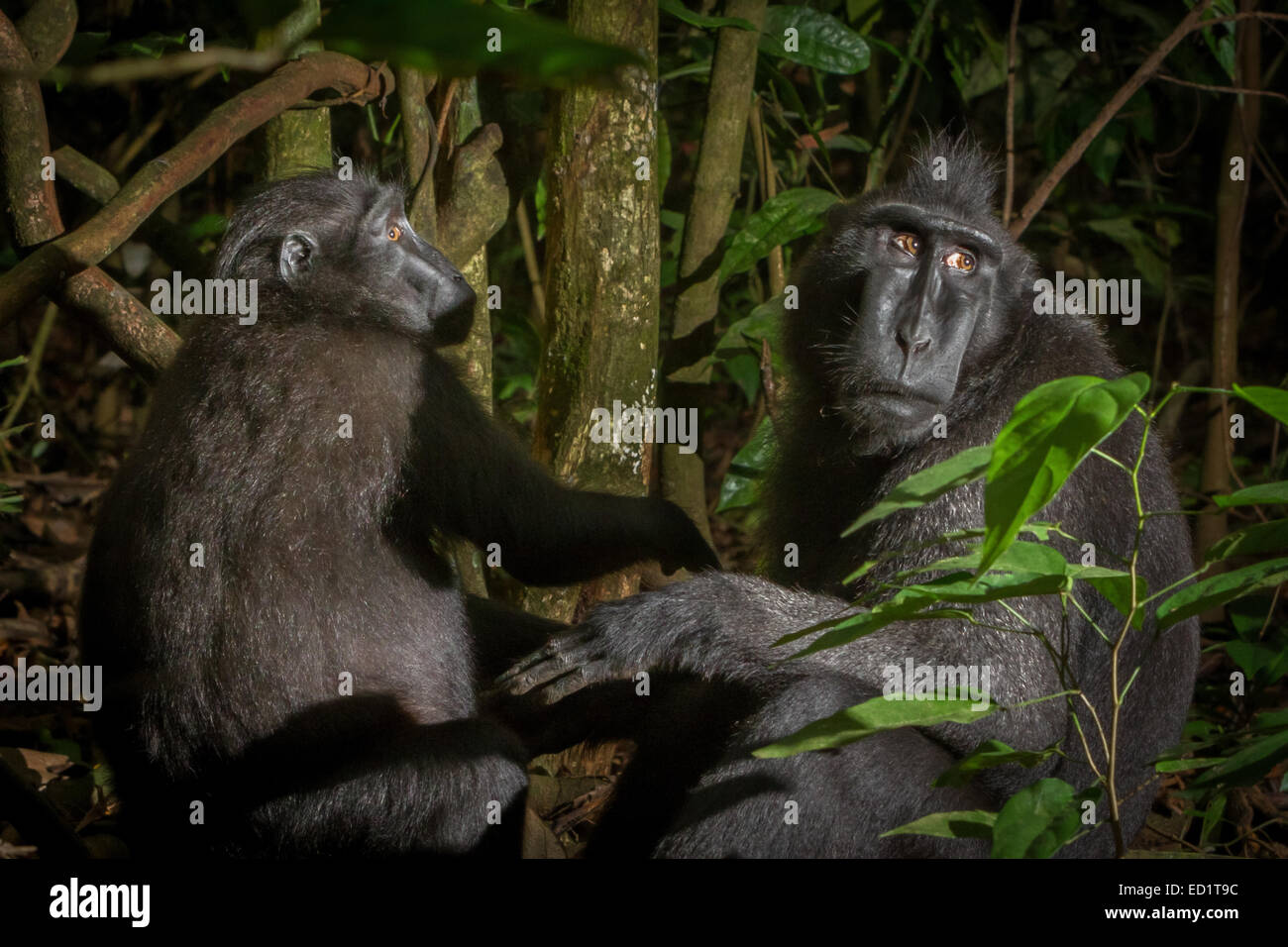 Two individuals of Sulawesi black-crested macaque (Macaca nigra) in Tangkoko Nature Reserve, North Sulawesi, Indonesia. Stock Photo