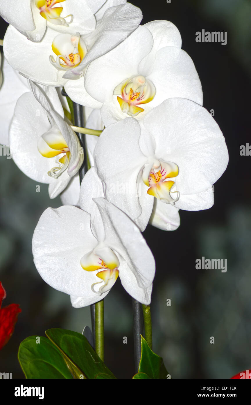 Cattleya White orchid Stock Photo