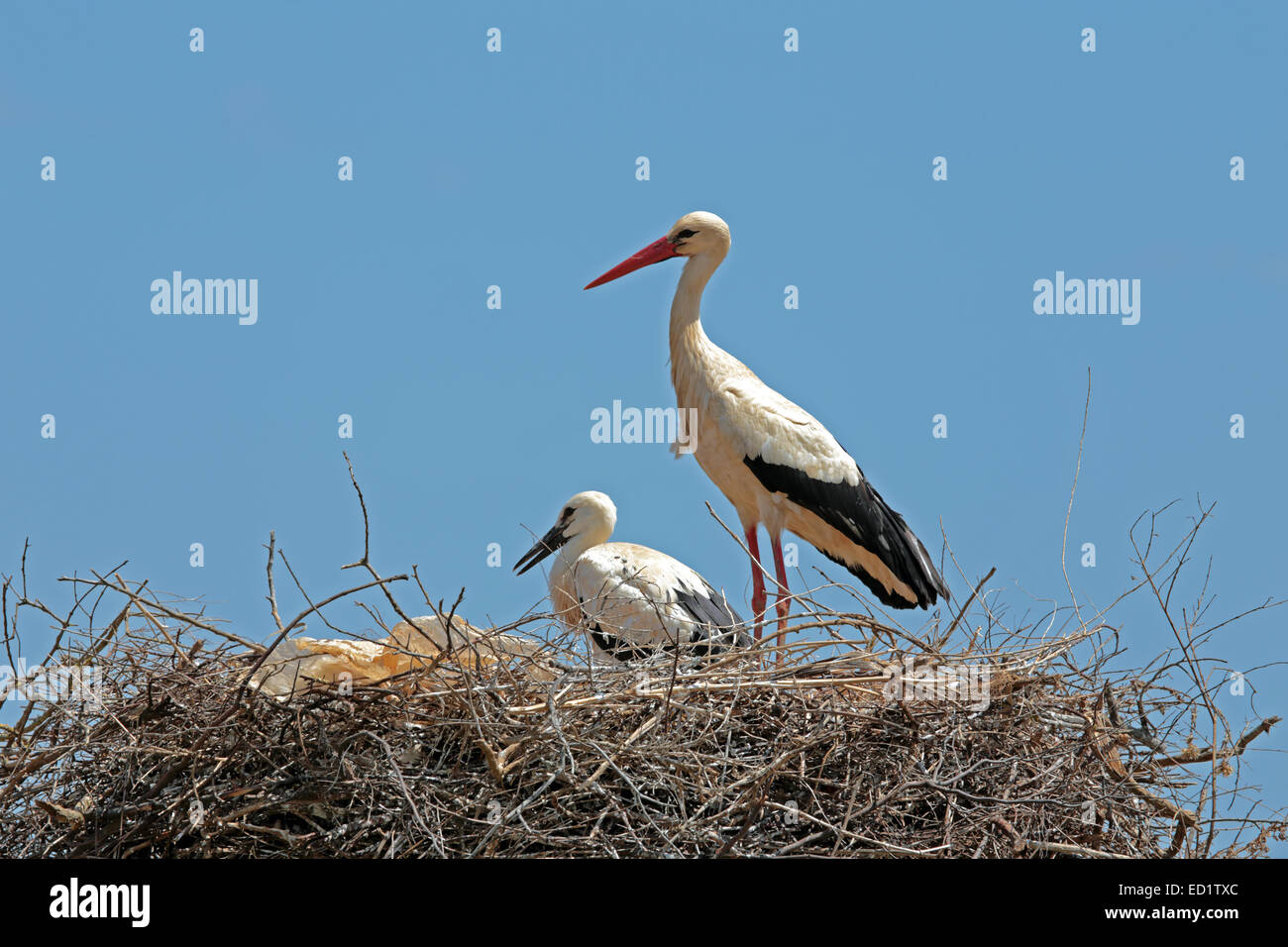 White stork with  young baby stork on the nest - Ciconia ciconia Stock Photo