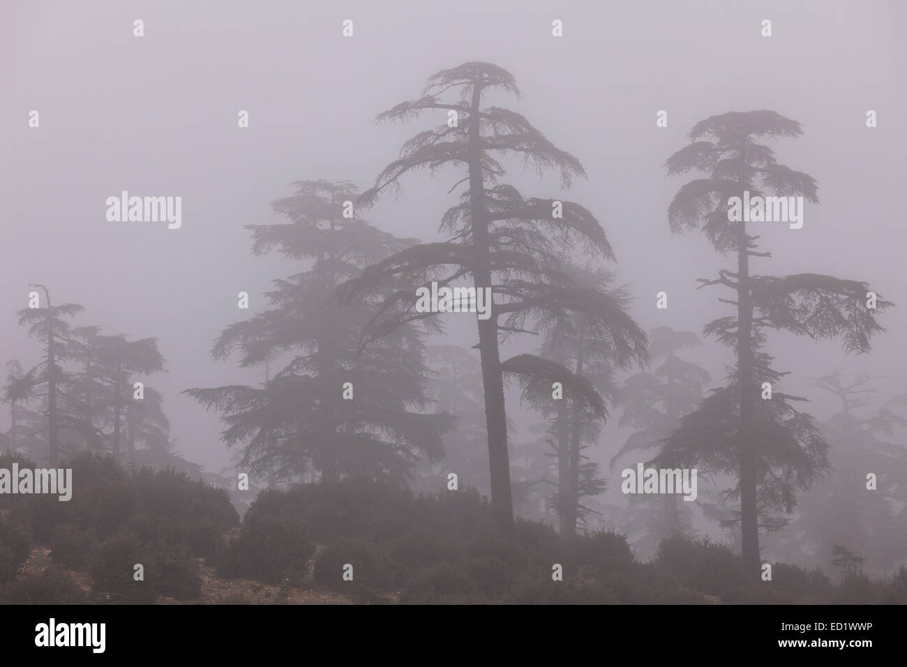Cedar tree forest in the fog. Ifrane National Park. Middle Atlas. Fez. Morocco. North Africa. Africa Stock Photo