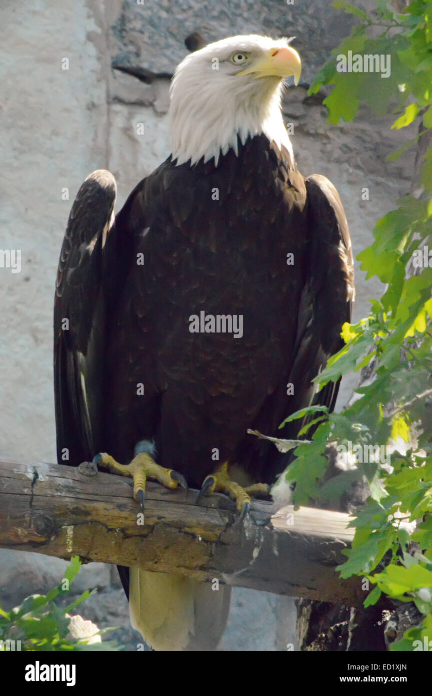 The Bald eagle sitting on a branch Stock Photo