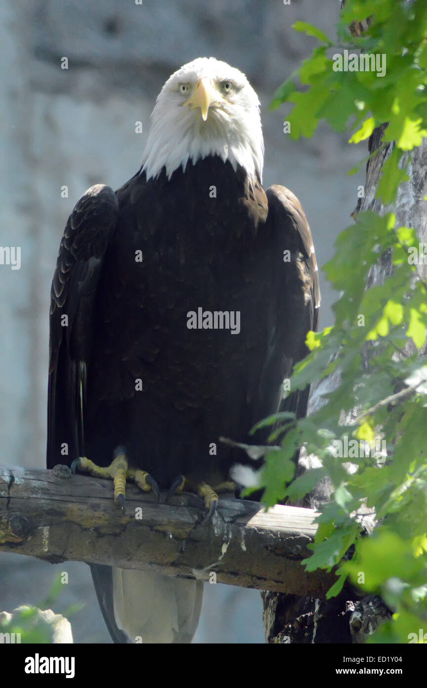 The Bald eagle sitting on a branch Stock Photo - Alamy