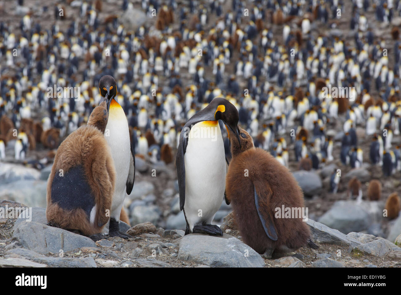 King penguins (Aptenodytes patagonicus), Saint Andrews Bay, South Georgia, Antarctica. Stock Photo