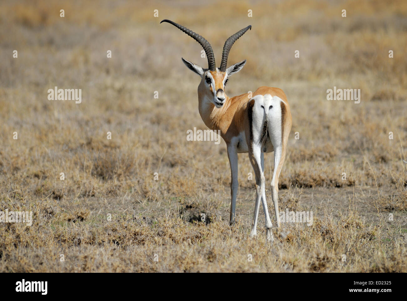 plain white gazelles