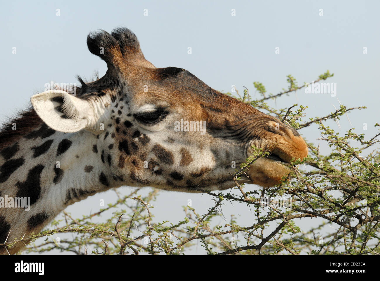 Giraffe (Giraffa camelopardalis) eating from a Acacia tree (Acacia tortilis), Serengeti national park, Tanzania. Stock Photo