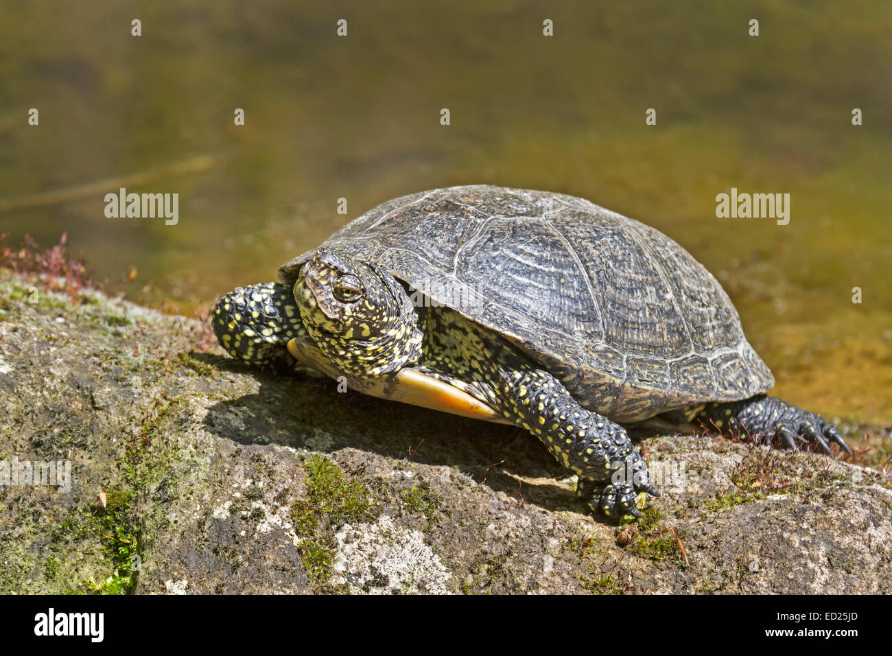 European pond turtle (Emys orbicularis), Germany, Europe Stock Photo