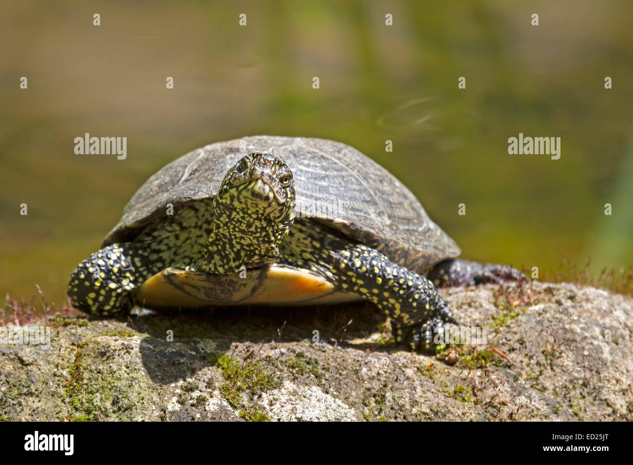 European pond turtle (Emys orbicularis), Germany, Europe Stock Photo