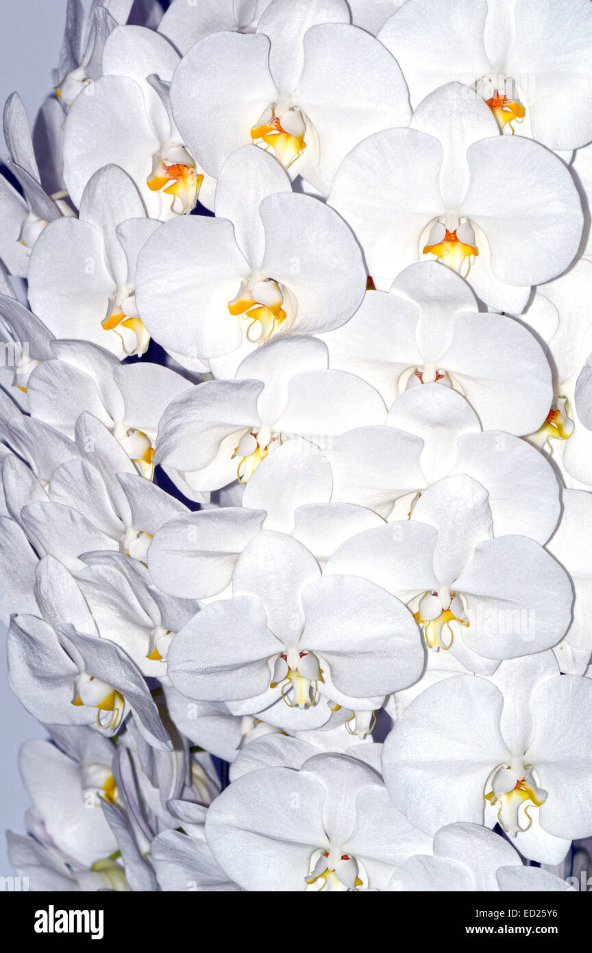 Cattleya White orchid. Very beautiful Flowers Stock Photo