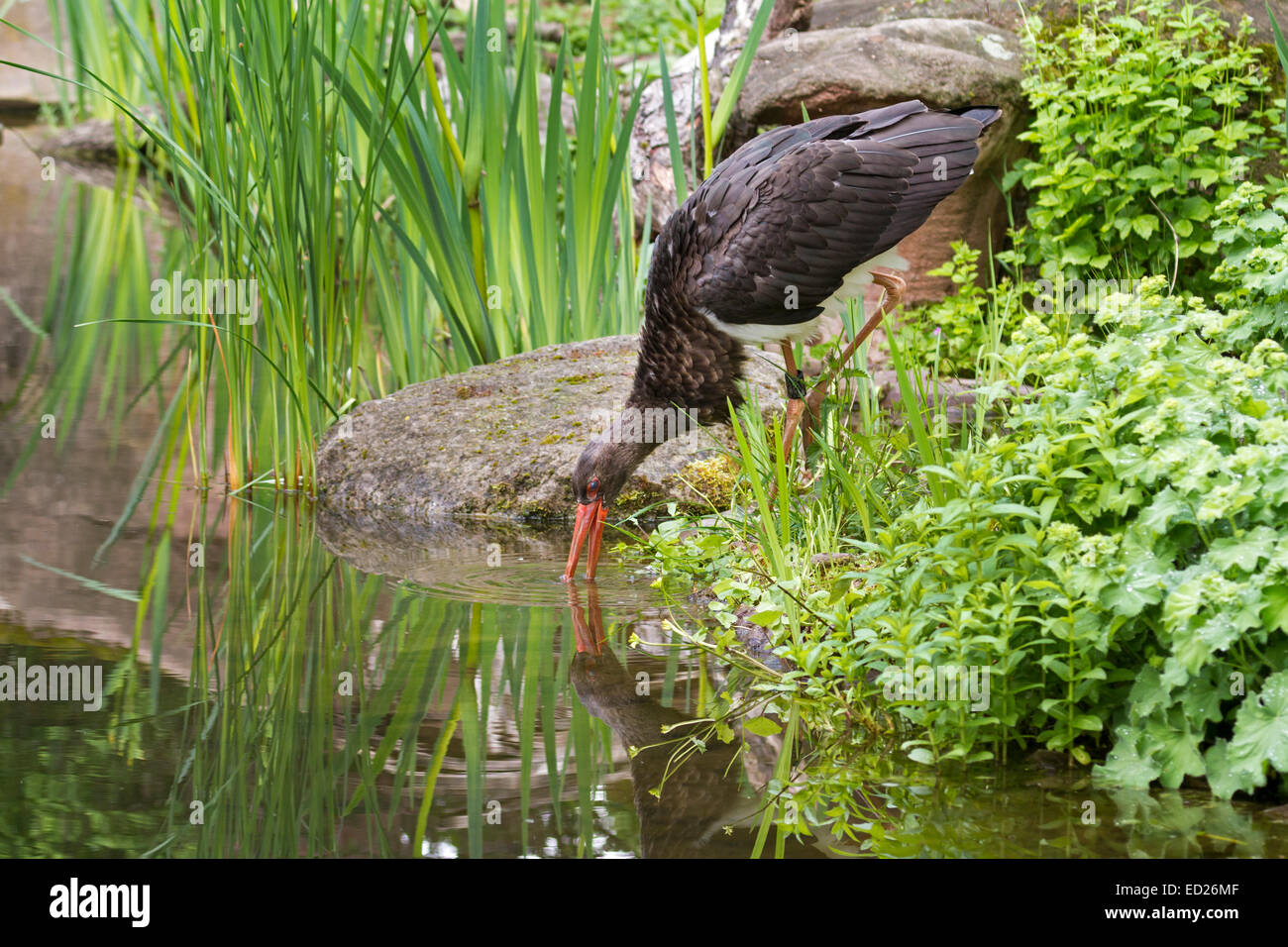 Black Stork (Ciconia nigra), Lower Saxony, Germany, Europe Stock Photo