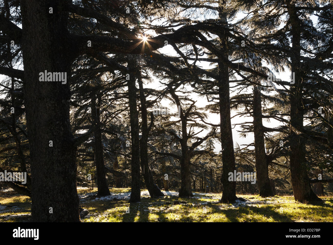 Cedar tree forest. Tazekka National Park. Easter Middle Atlas. Morocco. North Africa. Africa Stock Photo