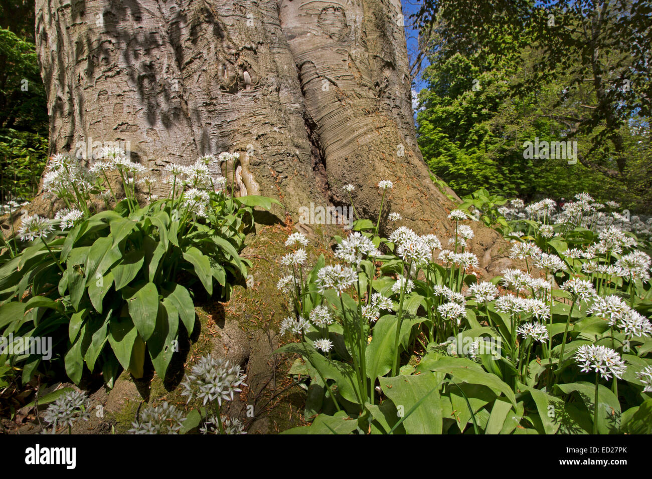 Blossoming Ramson (Allium ursinum, Putbus, Rügen, Germany, Europe Stock Photo